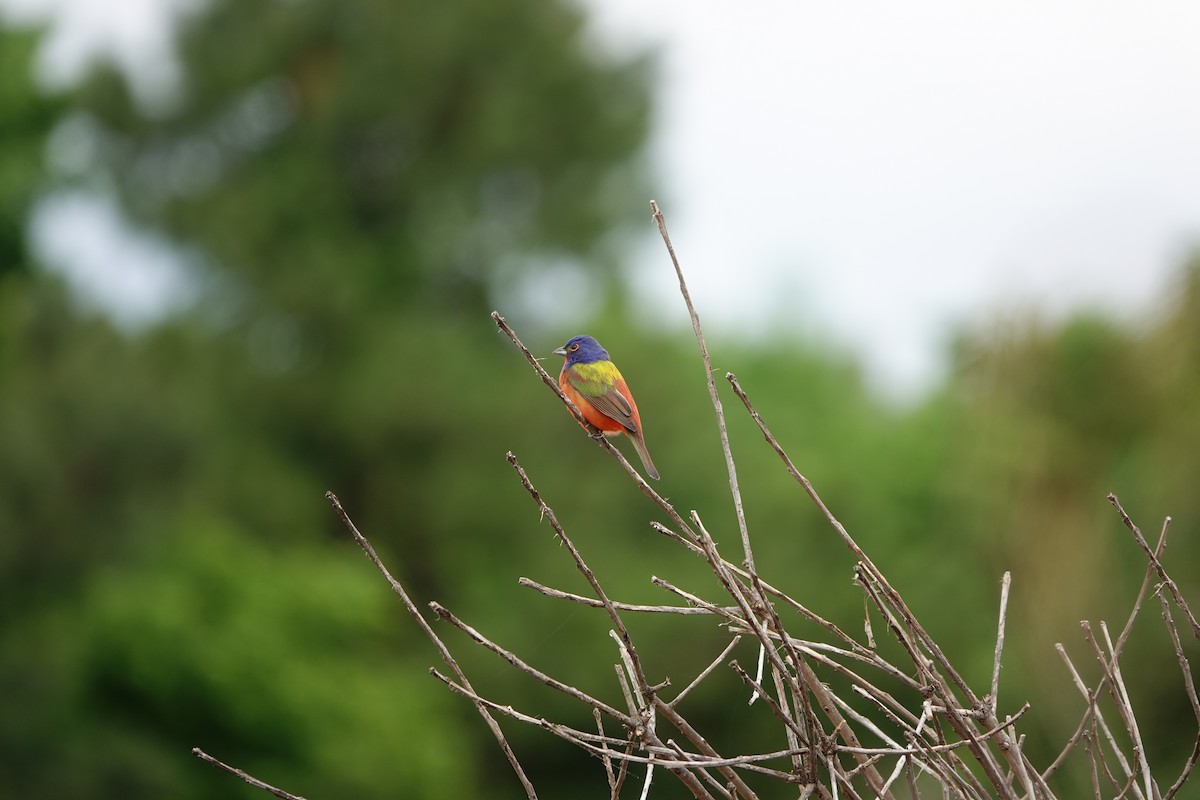 Painted Bunting - ML619354854