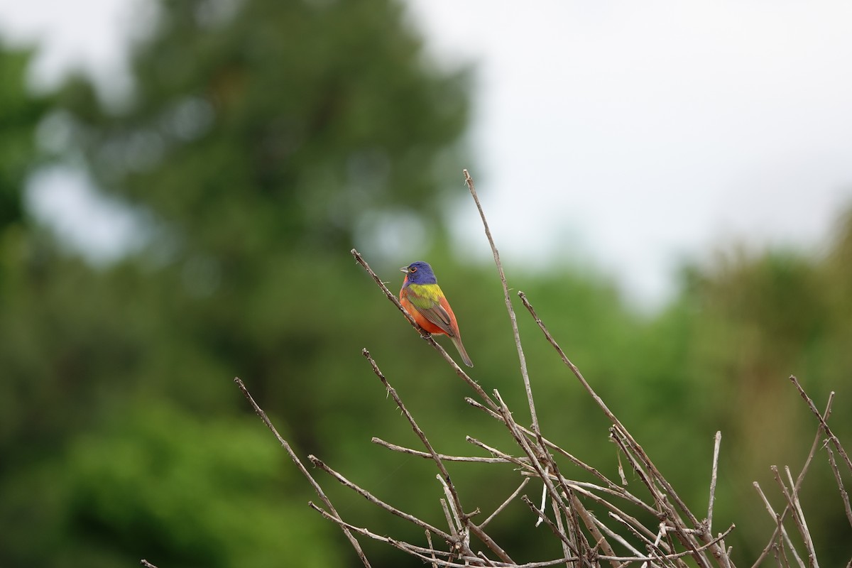 Painted Bunting - ML619354855