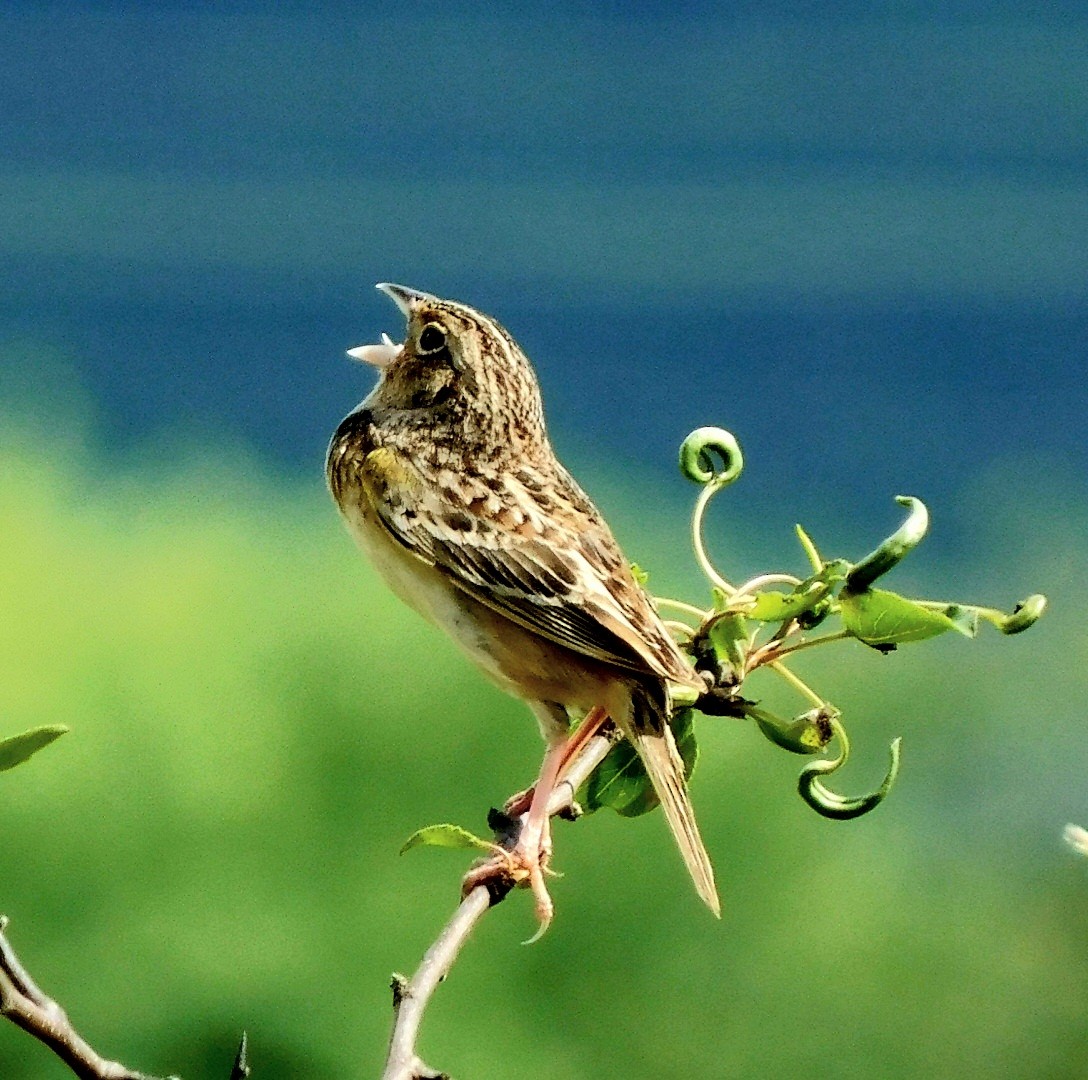 Grasshopper Sparrow - ML619354861