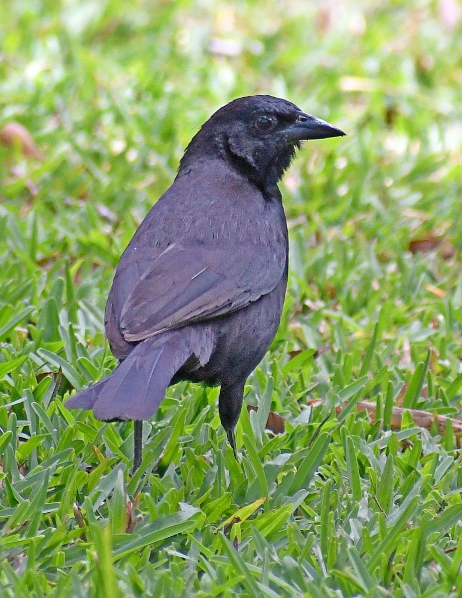 Melodious Blackbird - ML619354916