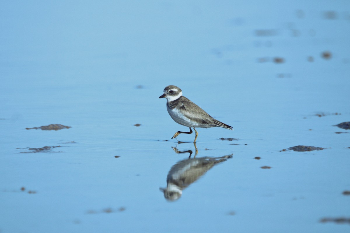 Semipalmated Plover - ML619354921
