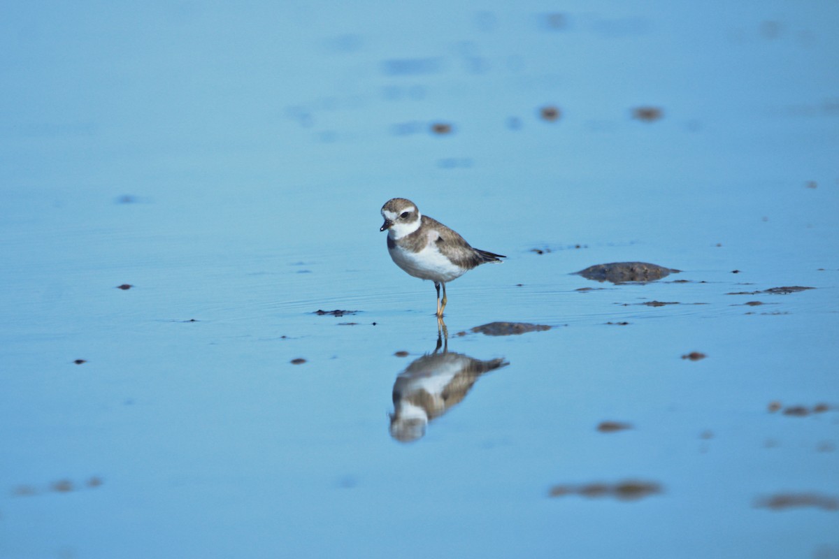 Semipalmated Plover - ML619354922