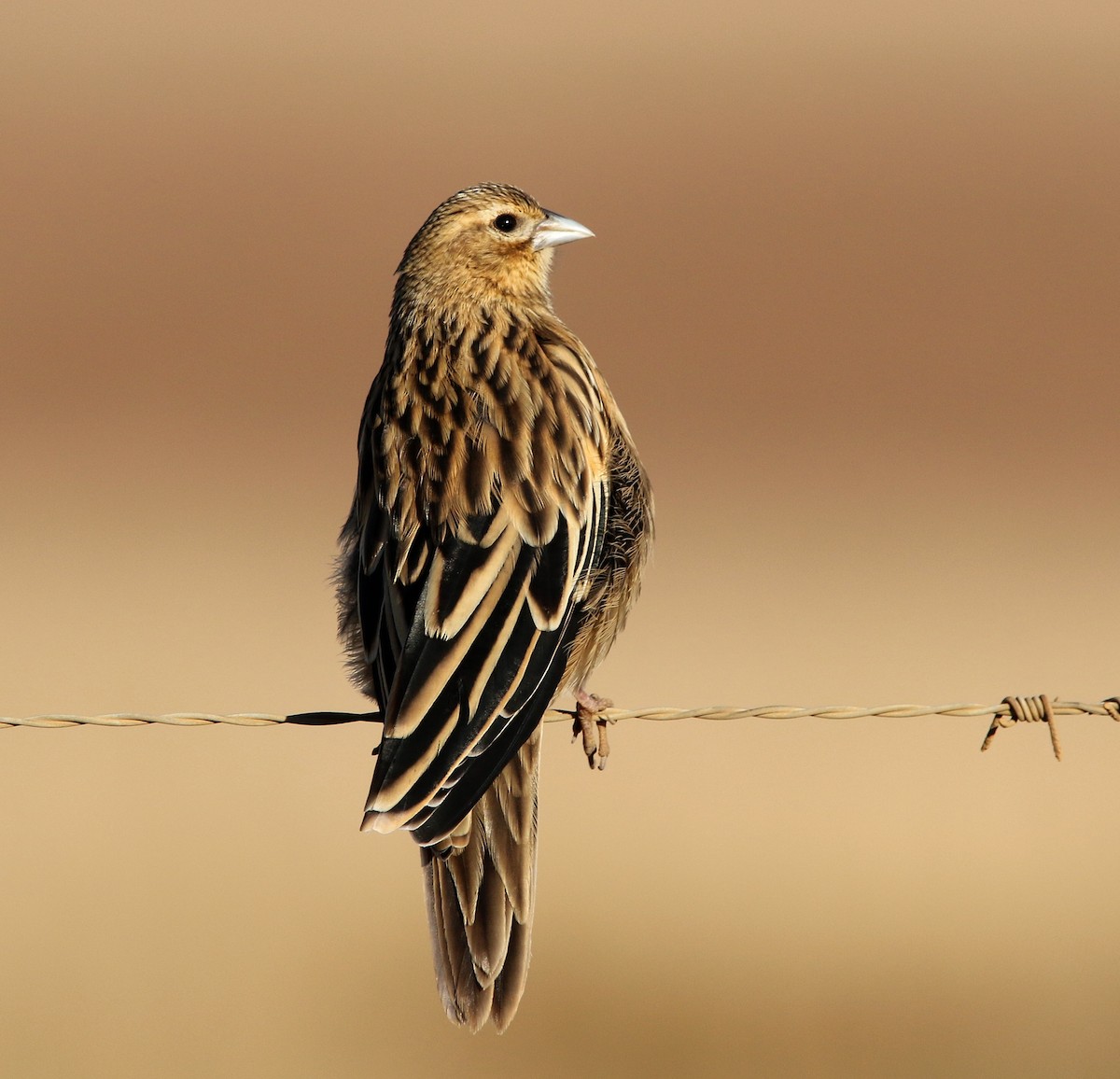 Long-tailed Widowbird - ML619354951