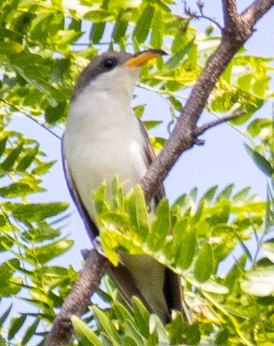 Yellow-billed Cuckoo - ML619354991