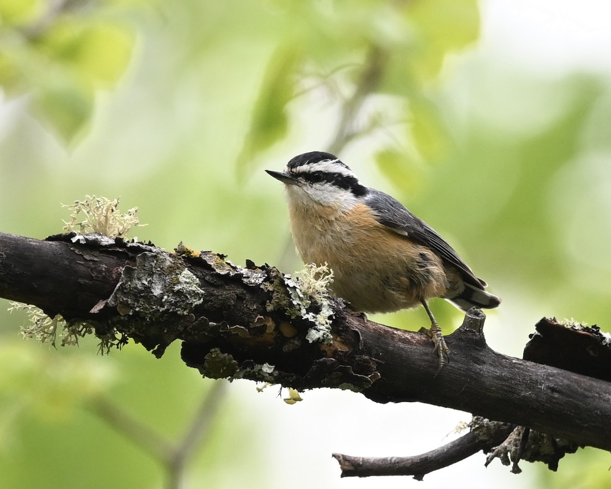 Red-breasted Nuthatch - ML619355056