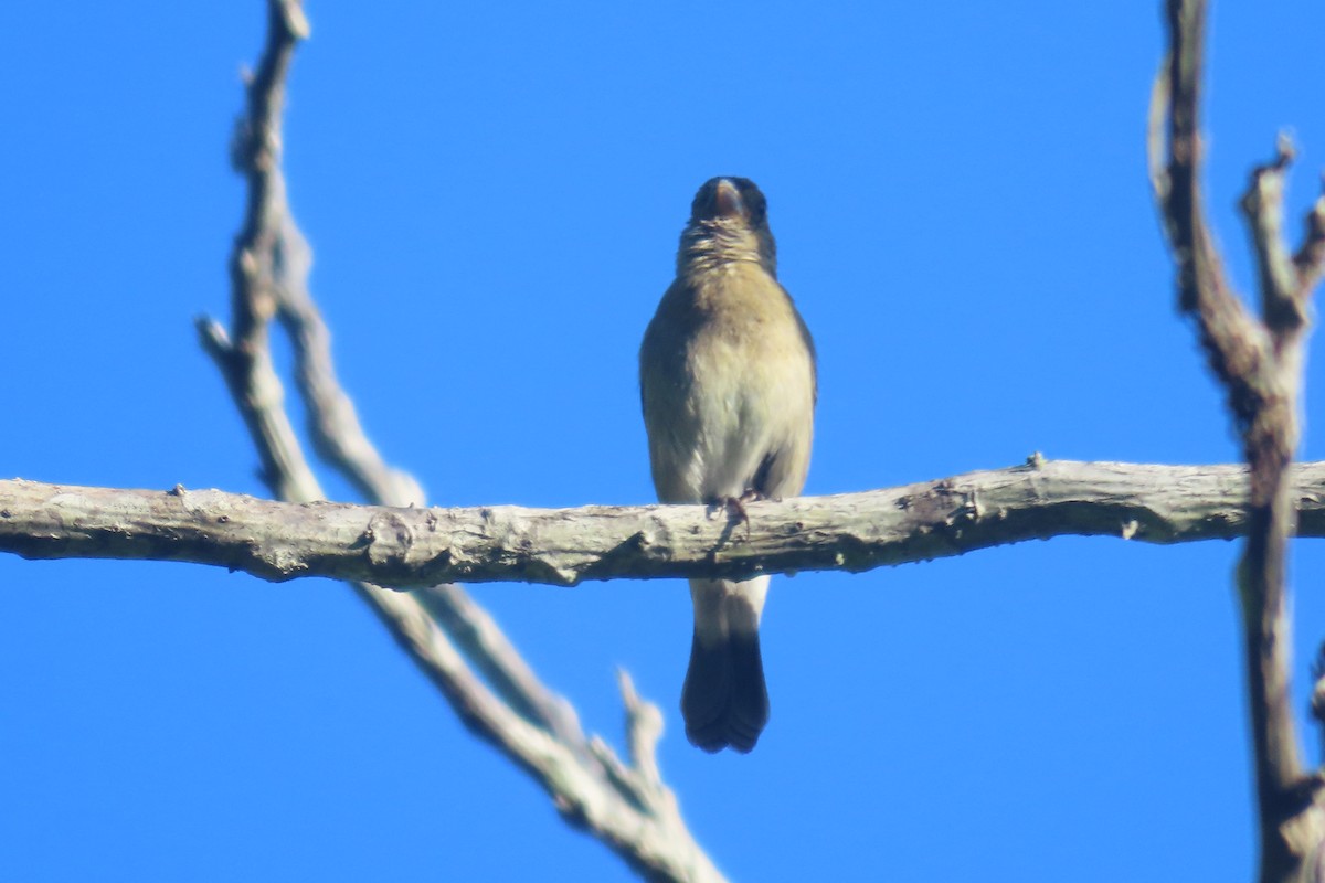 Variable Seedeater - ML619355061