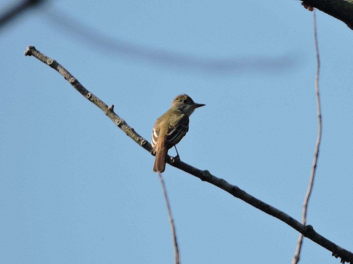 Great Crested Flycatcher - ML619355069
