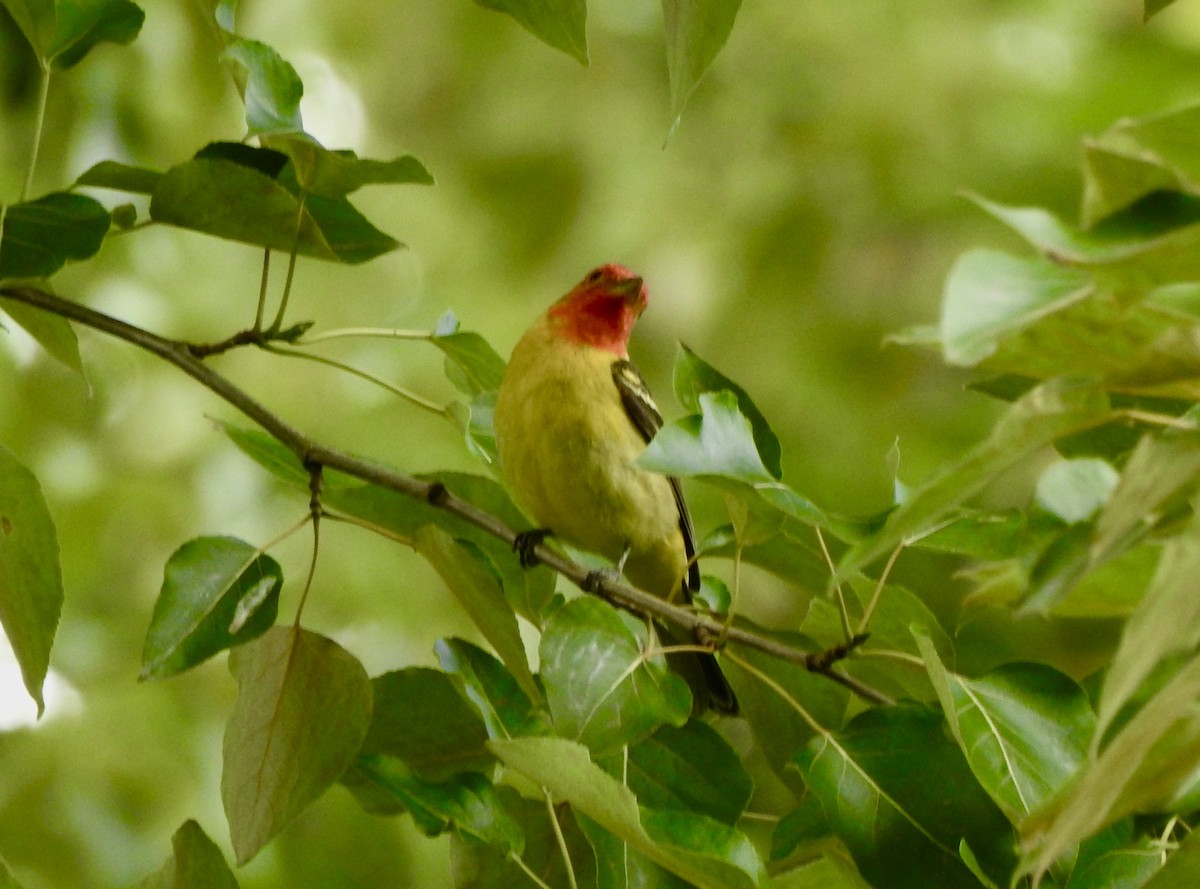 Western Tanager - ML619355088