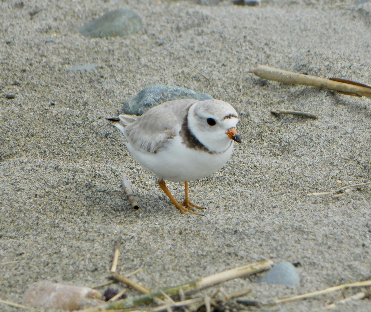 Piping Plover - ML619355095