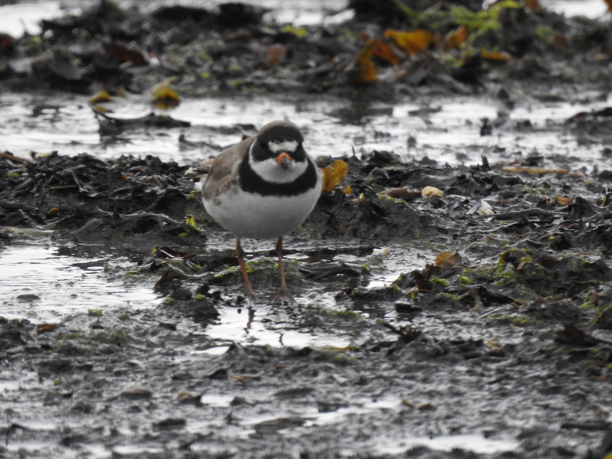 Semipalmated Plover - ML619355133
