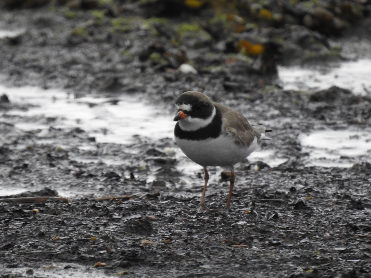 Semipalmated Plover - ML619355135