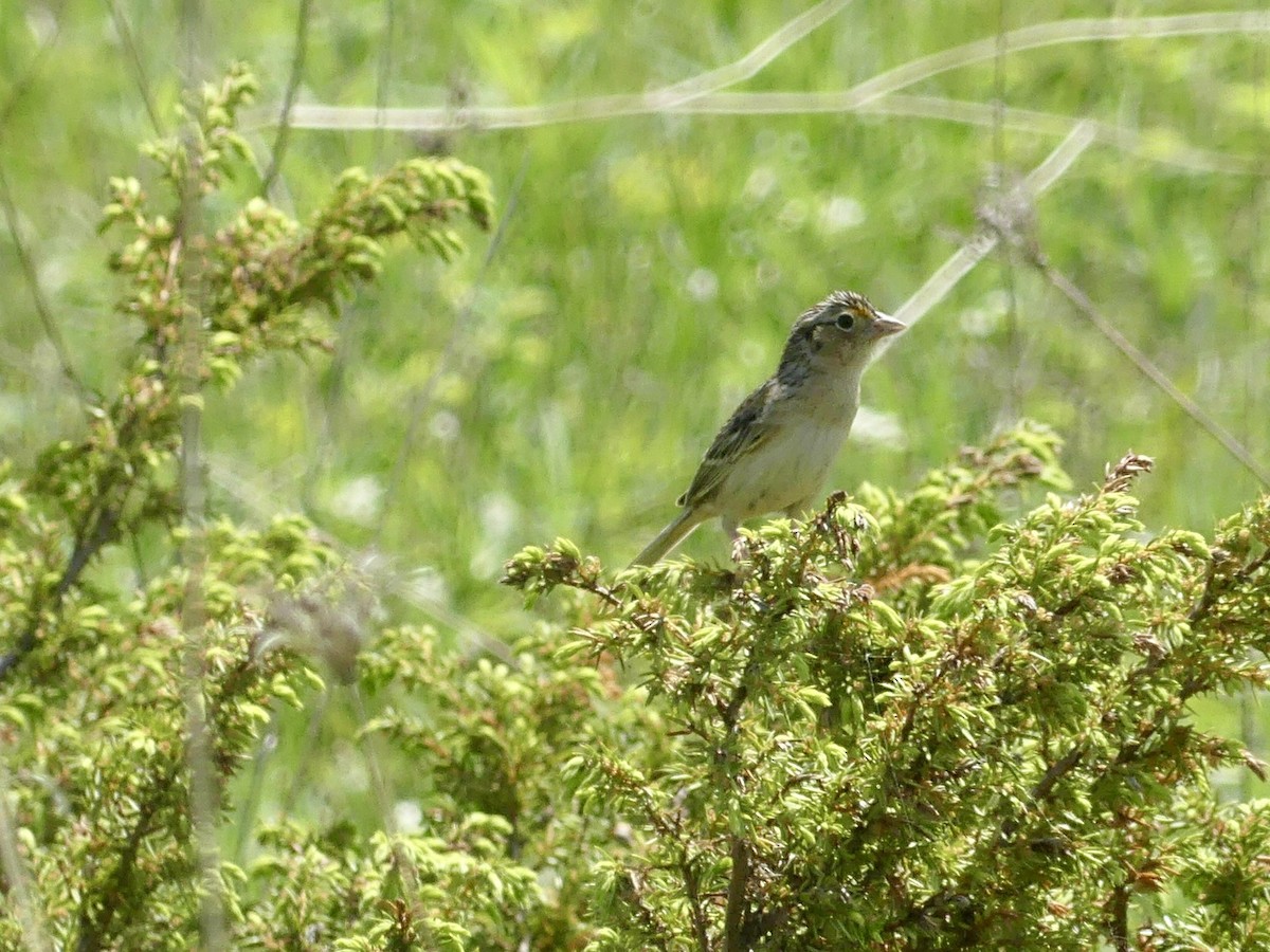 Grasshopper Sparrow - ML619355139