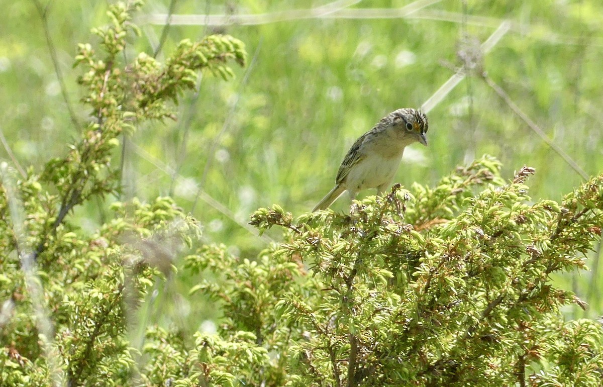 Grasshopper Sparrow - ML619355140