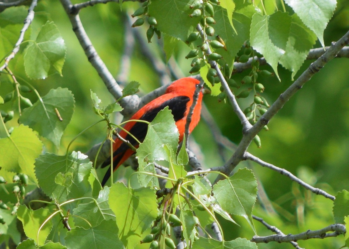 Scarlet Tanager - ML619355163