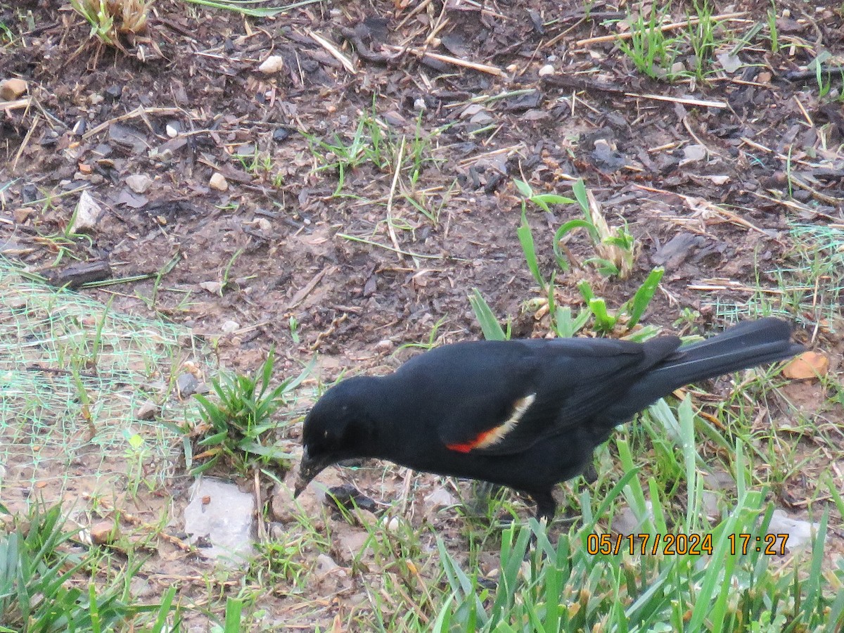 Red-winged Blackbird - ML619355176
