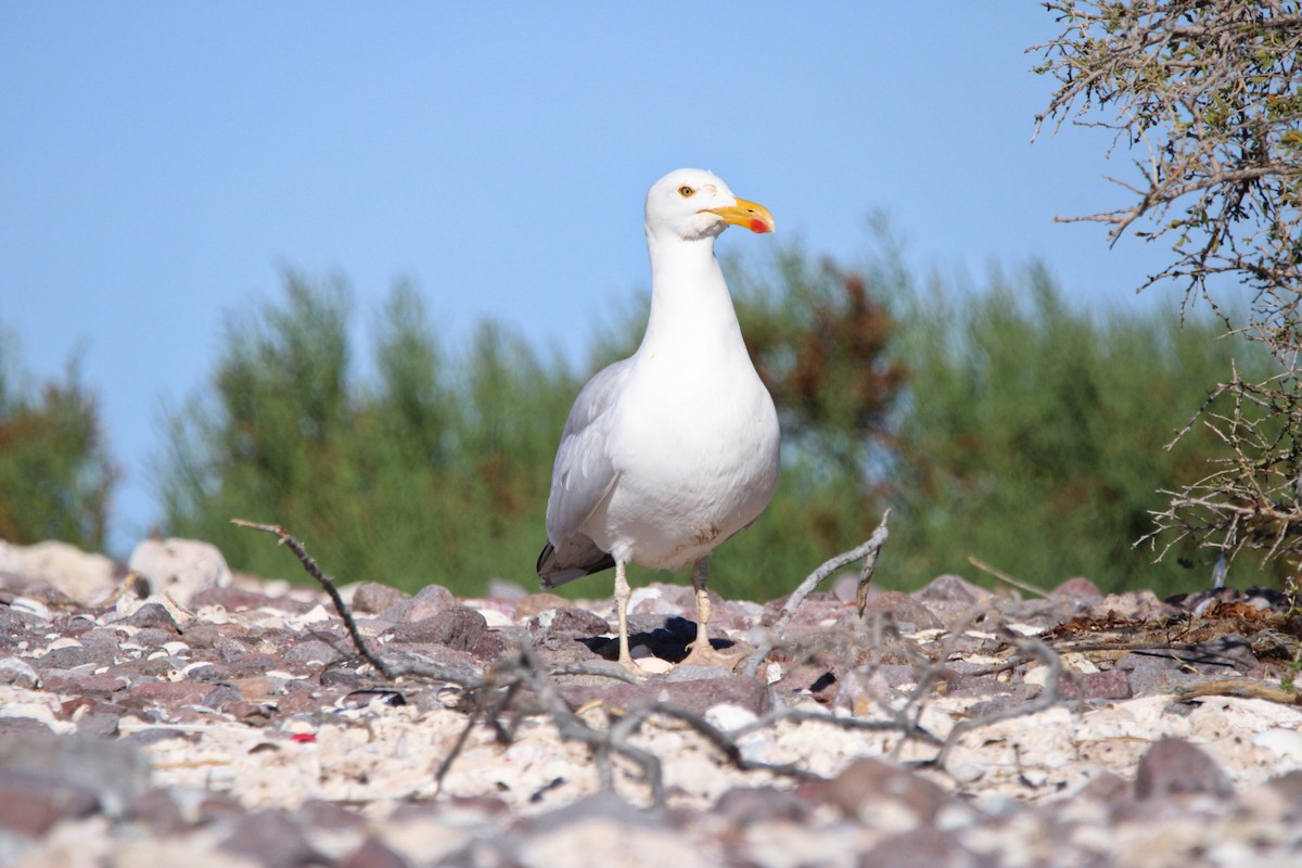Yellow-footed Gull - ML619355177