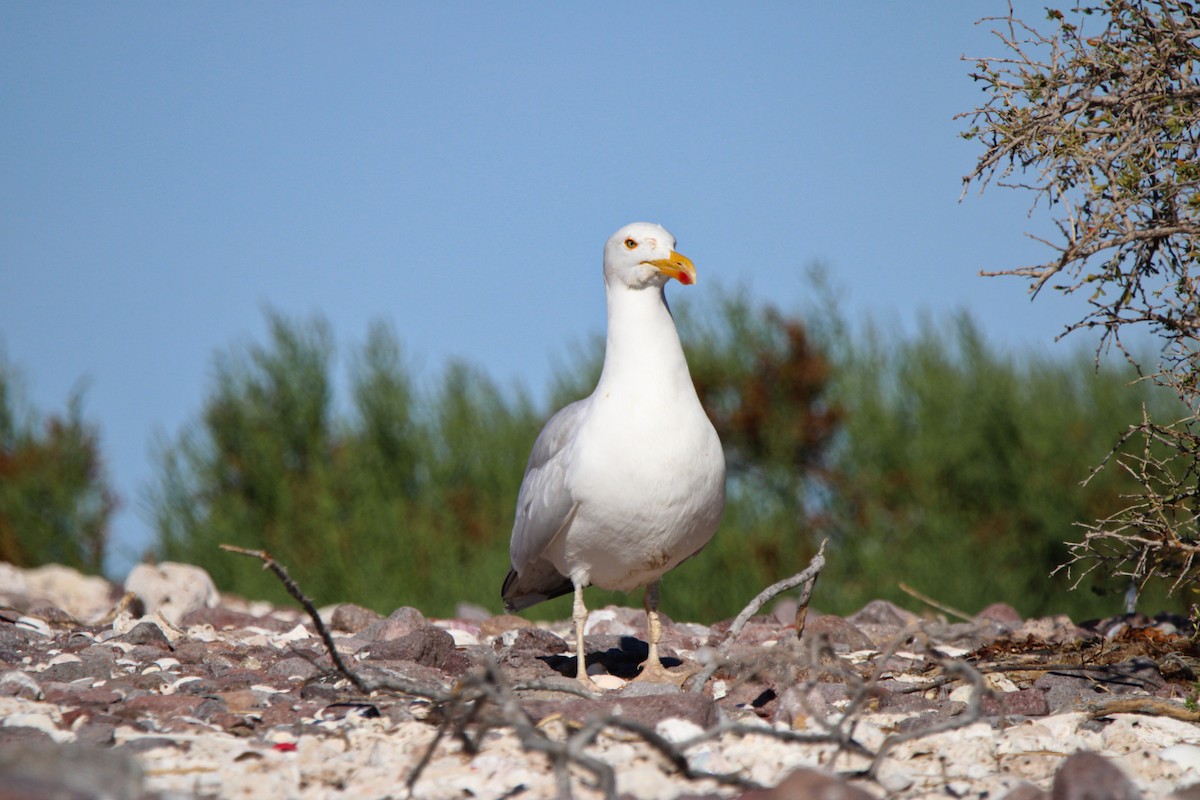 Yellow-footed Gull - ML619355178