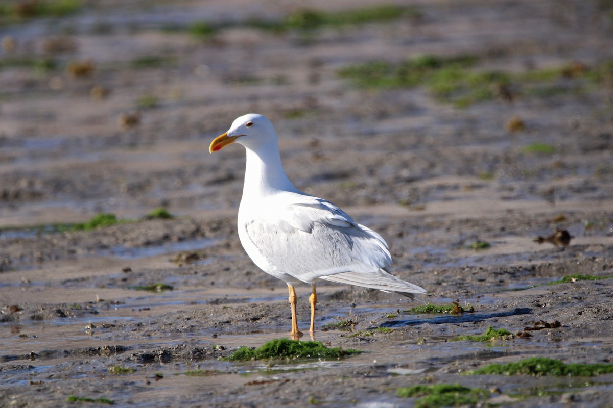 Yellow-footed Gull - ML619355179