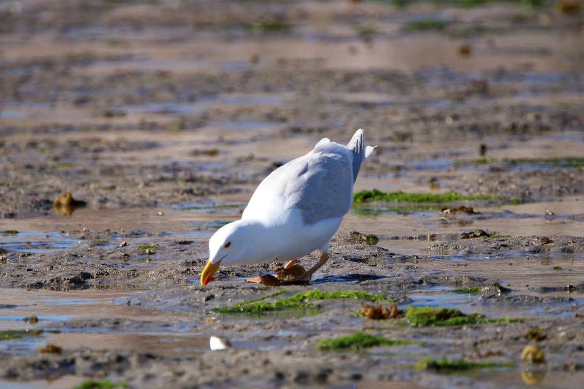 Yellow-footed Gull - ML619355180