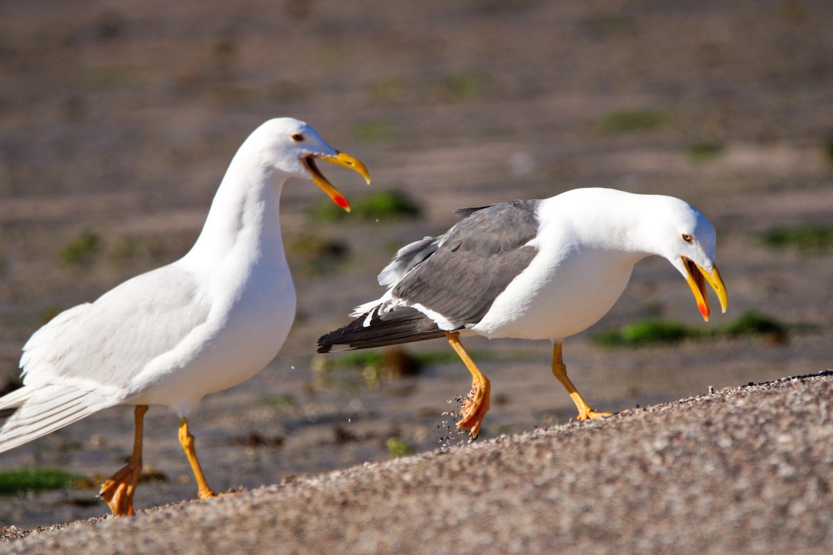 Yellow-footed Gull - ML619355181