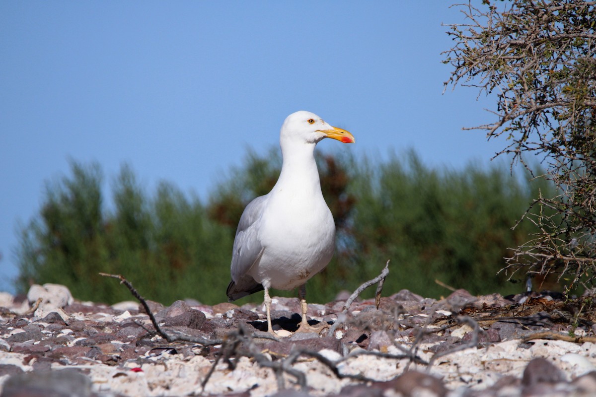 Yellow-footed Gull - ML619355183