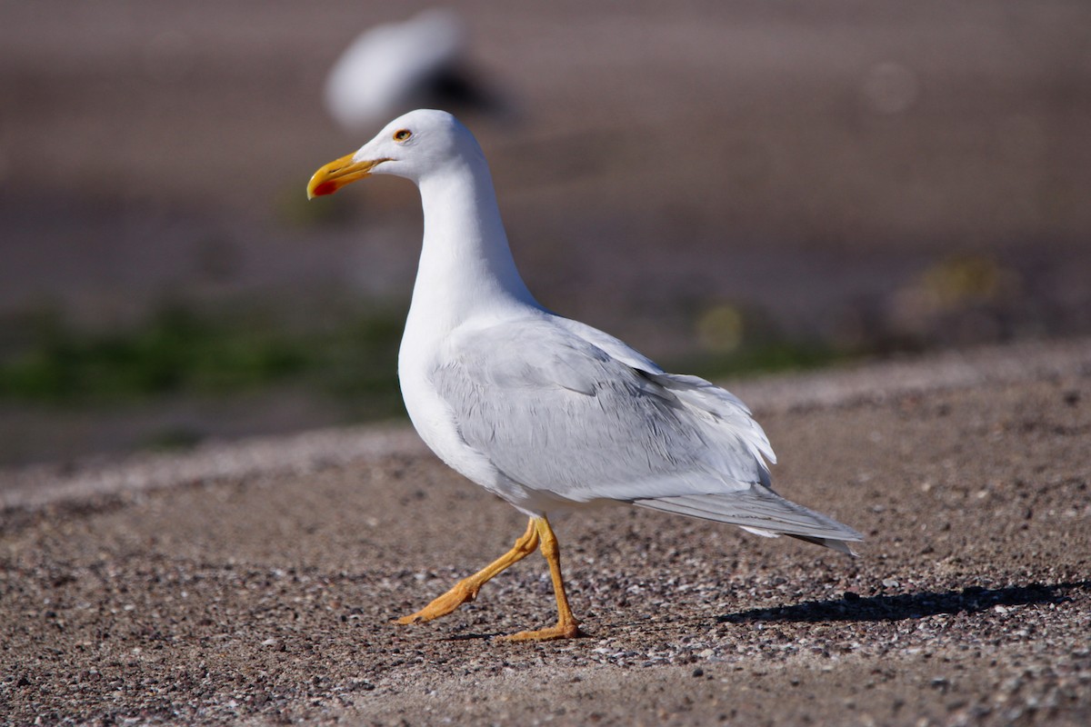 Yellow-footed Gull - ML619355184