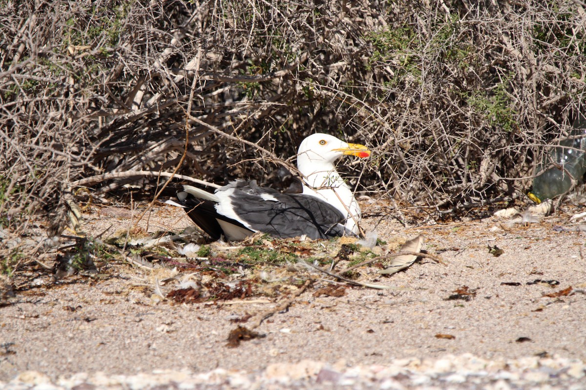 Yellow-footed Gull - ML619355185