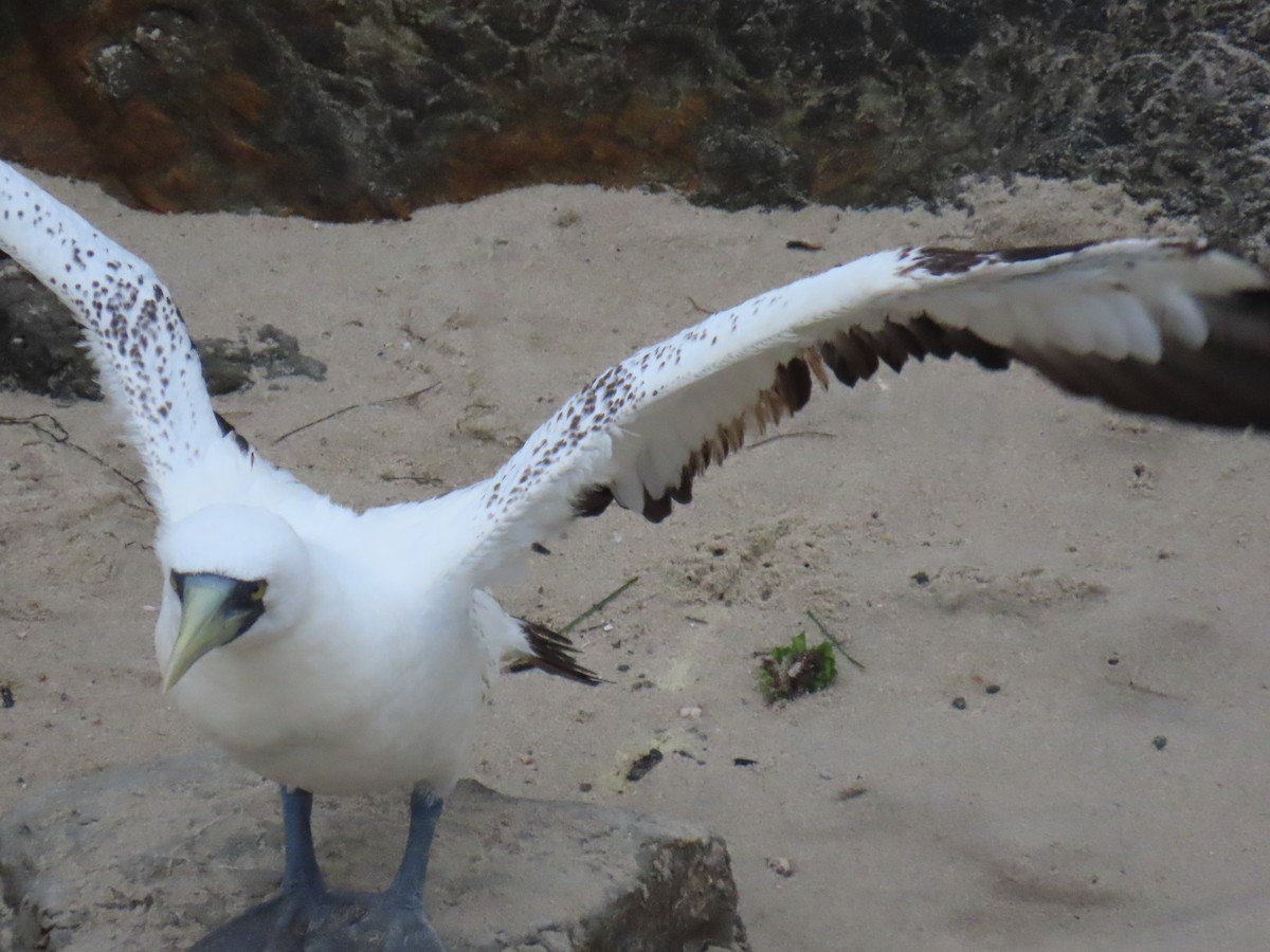 Masked Booby - ML619355193