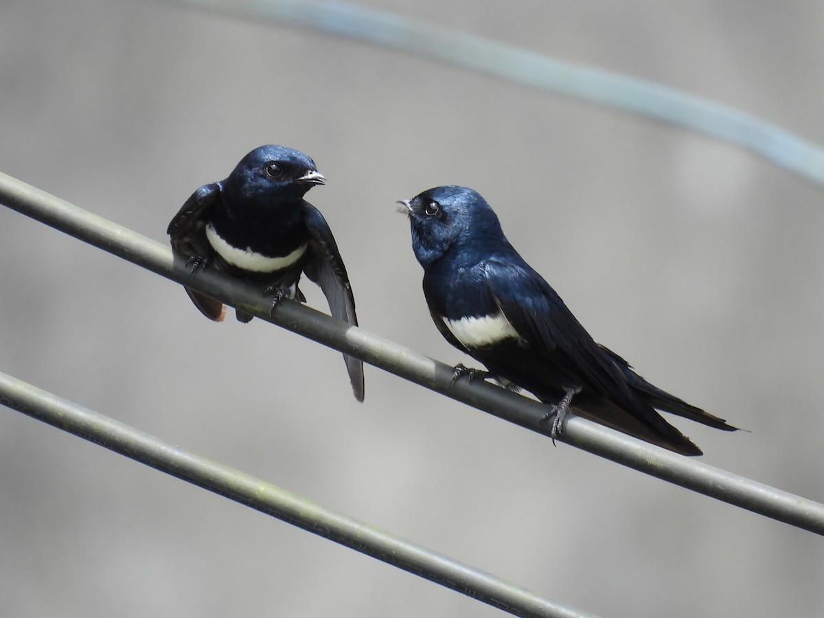 White-banded Swallow - ML619355195