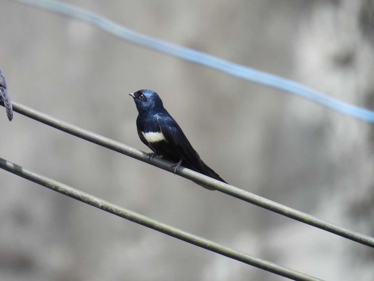 White-banded Swallow - ML619355196