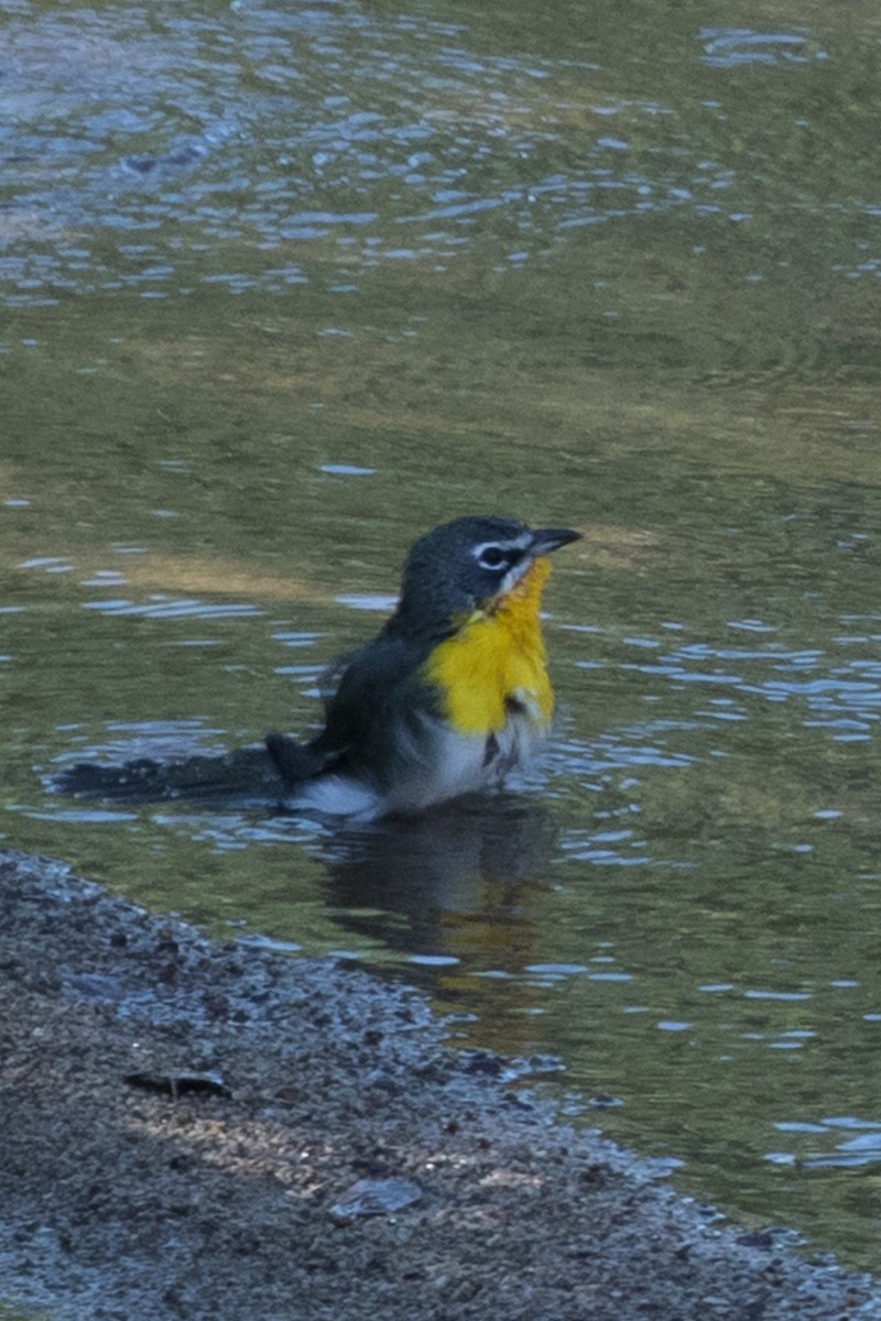 Yellow-breasted Chat - ML619355224