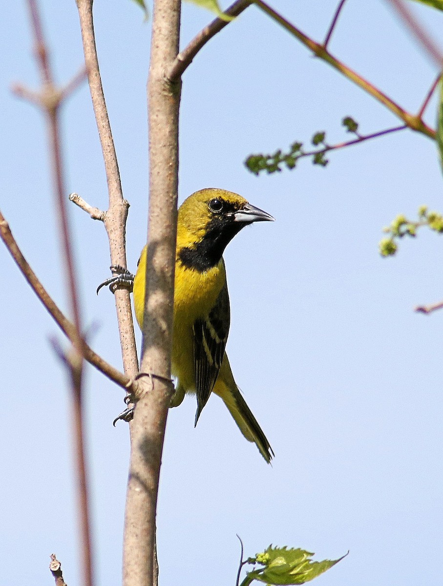 Orchard Oriole - ML619355292