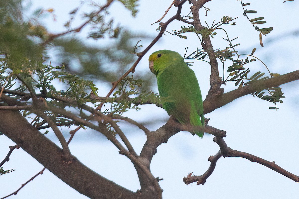 Yeşil Sokumlu Serçe Papağanı - ML619355339