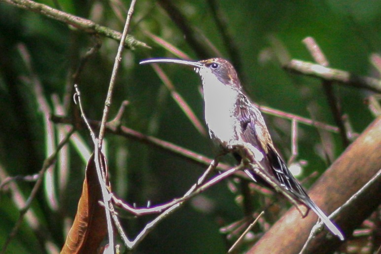 Scale-throated Hermit - ML619355351