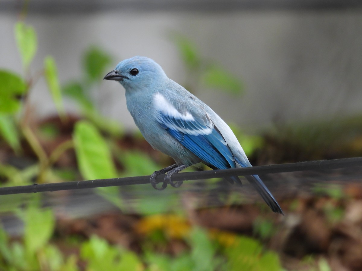 Blue-gray Tanager - ML619355374
