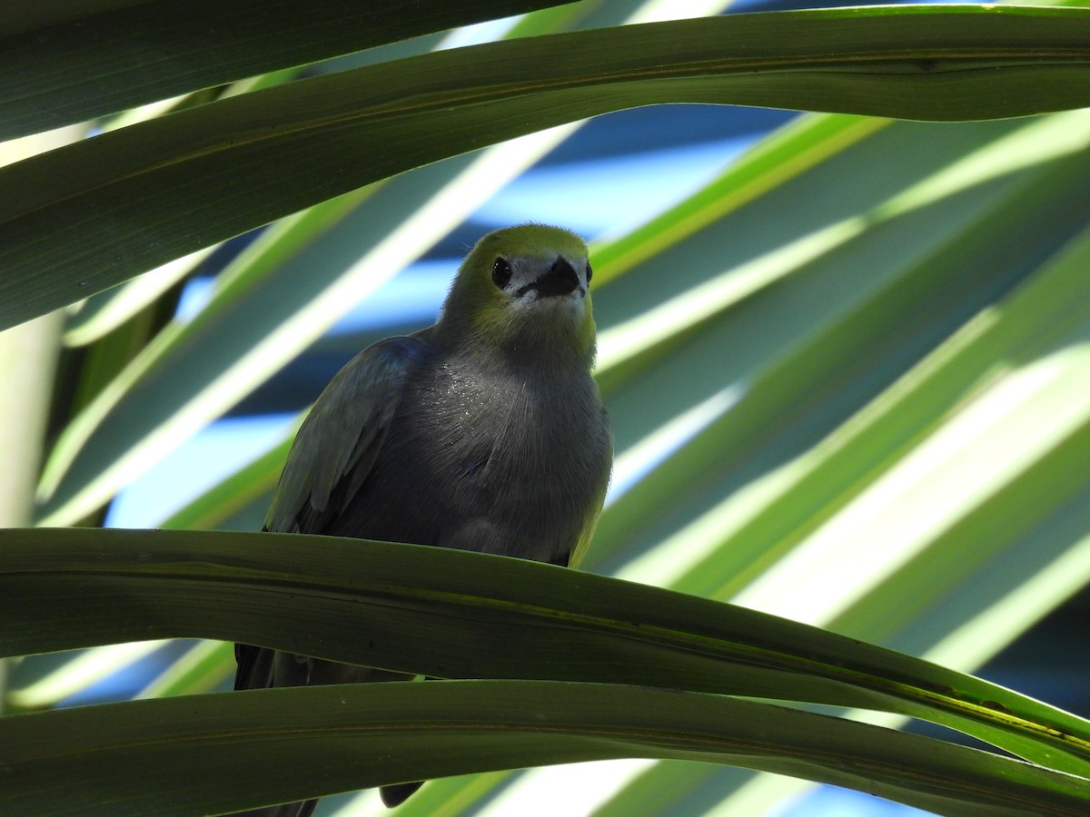 Palm Tanager - ML619355390