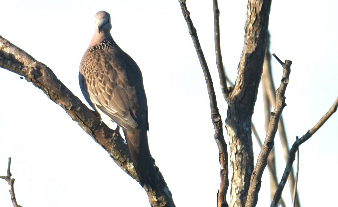 Spotted Dove - ML619355401