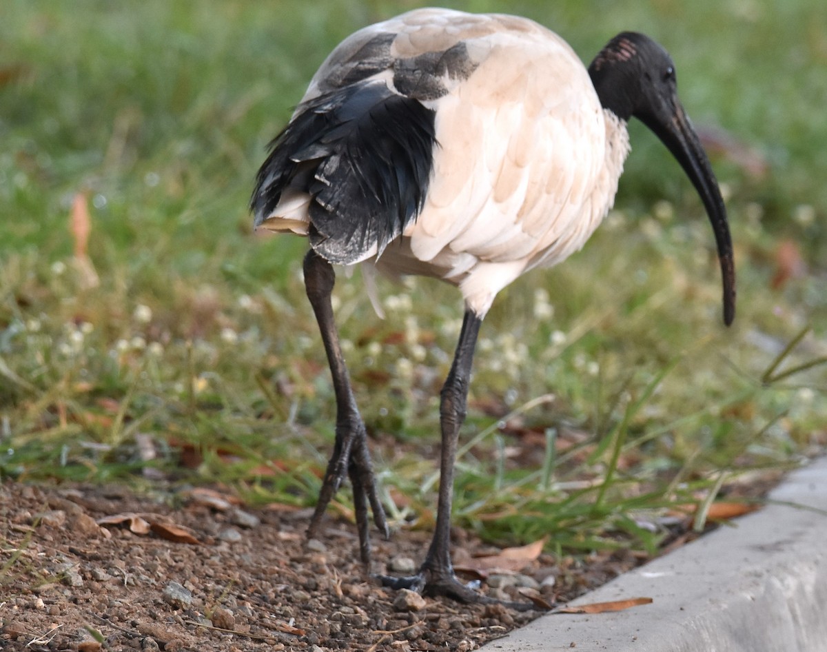 ibis australský - ML619355457