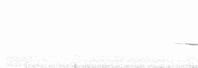 Münzevi Bülbül Ardıcı - ML619355469