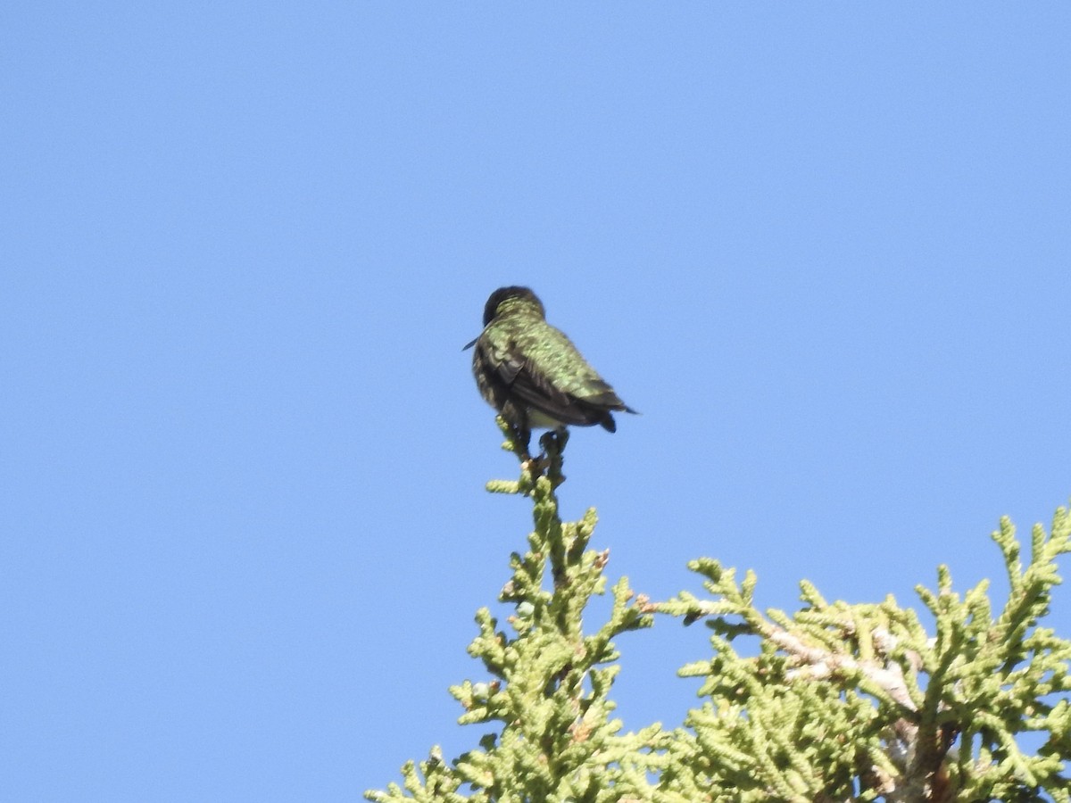 Anna's Hummingbird - ML619355522