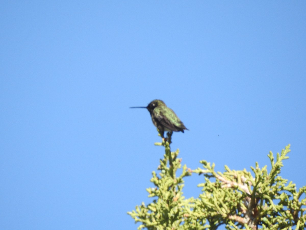 Anna's Hummingbird - ML619355523