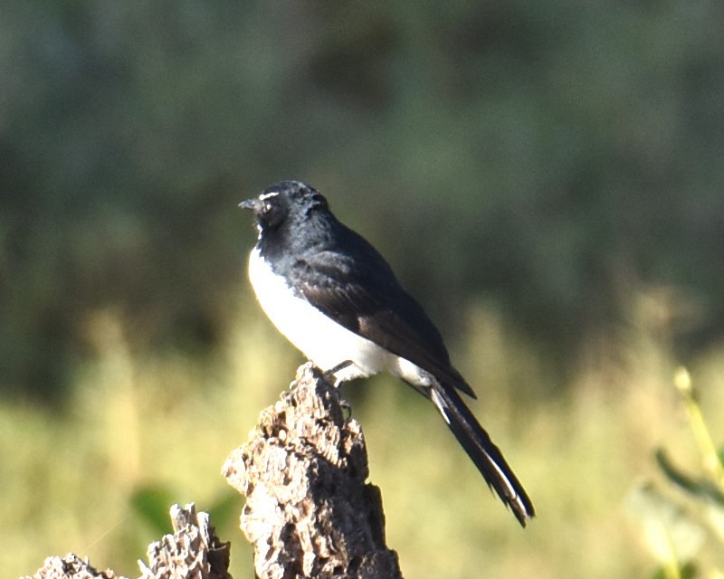 Willie-wagtail - ML619355555