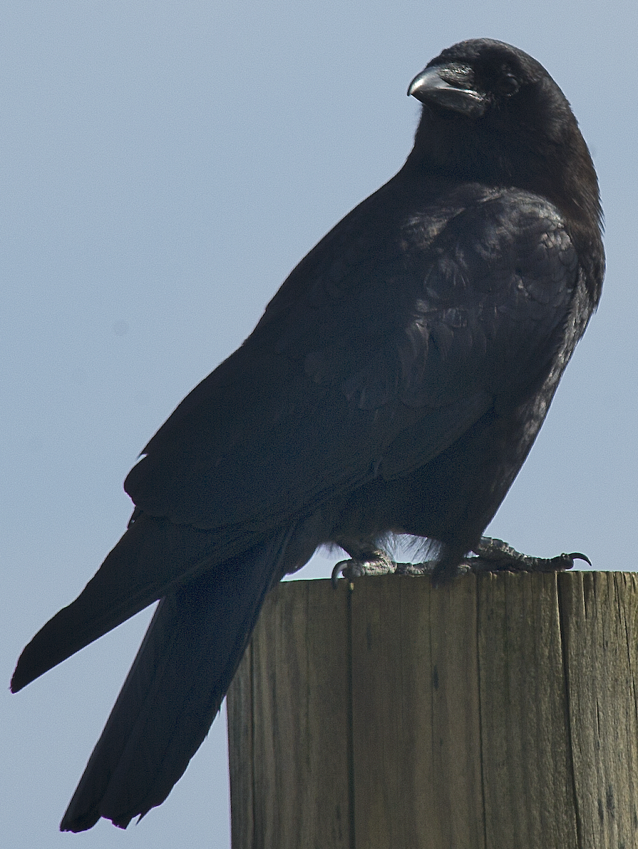 American Crow - ML619355568
