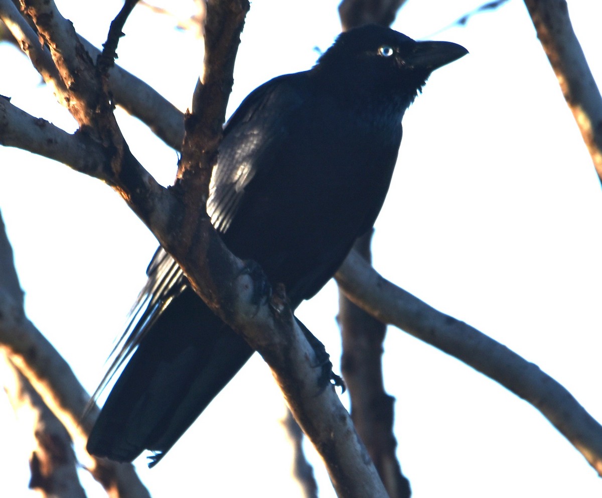 Torresian Crow - ML619355587