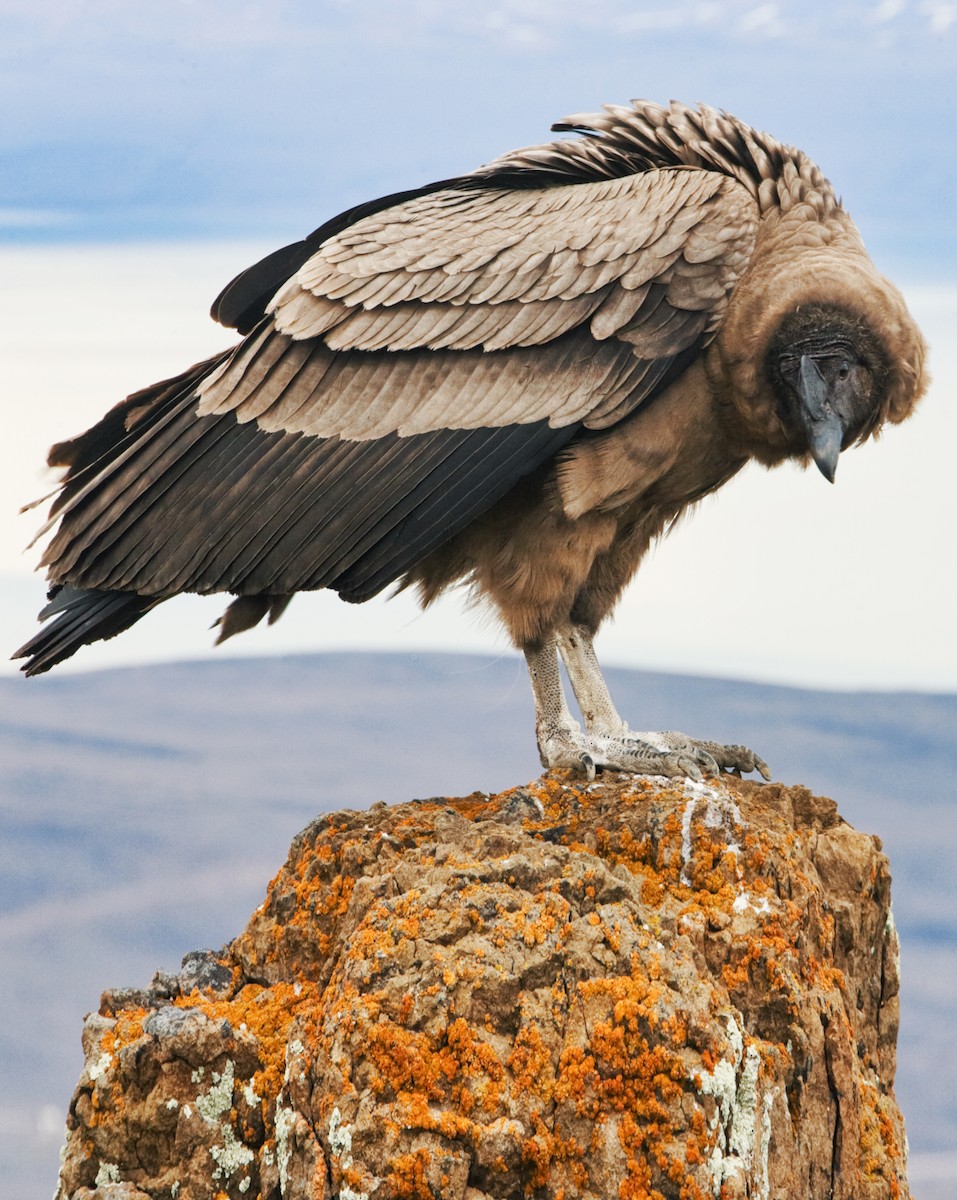 Andean Condor - ML619355604