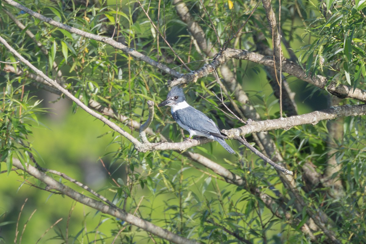 Belted Kingfisher - ML619355641