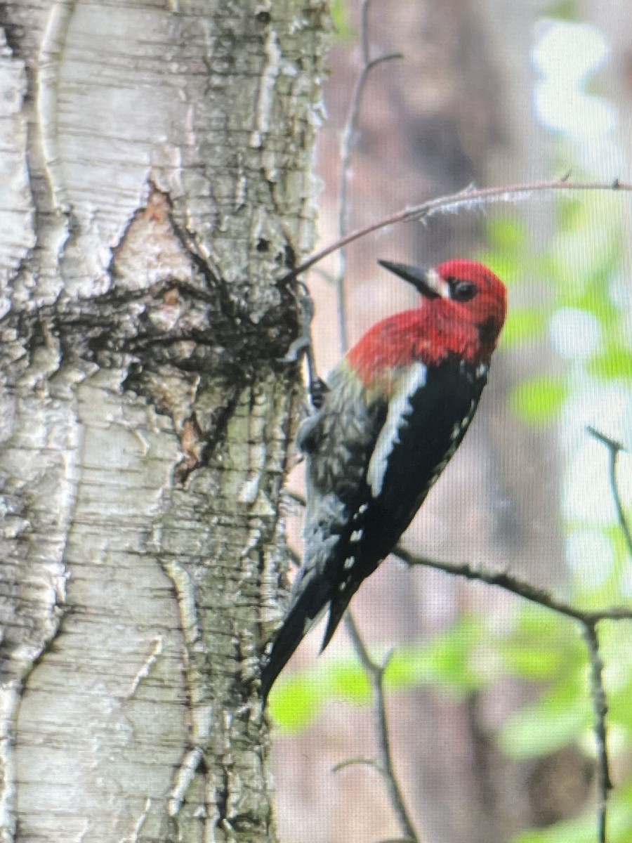 Red-breasted Sapsucker - ML619355766