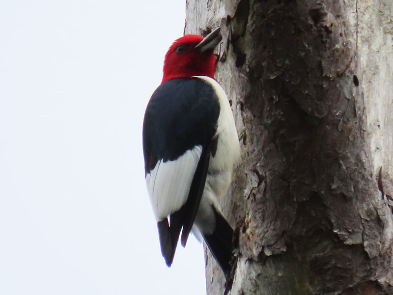 Red-headed Woodpecker - ML619355775