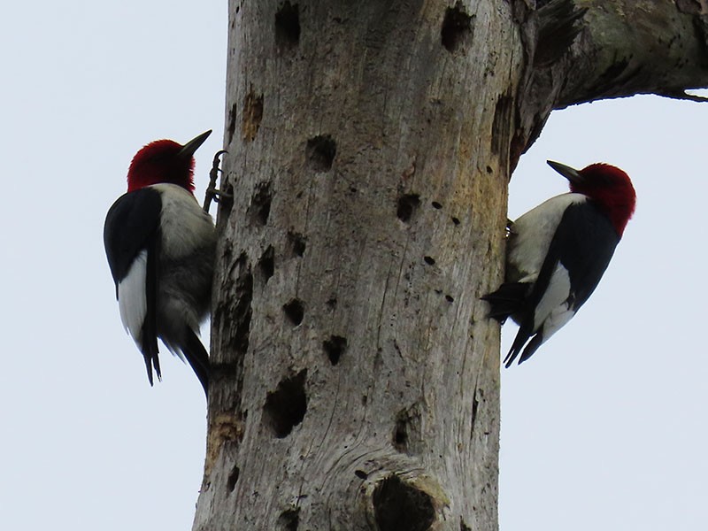 Red-headed Woodpecker - ML619355777