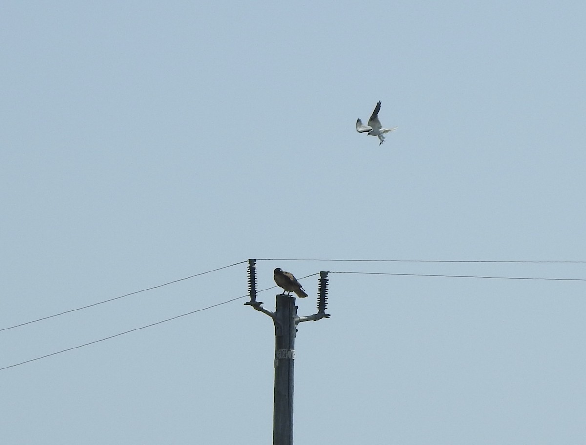 White-tailed Kite - ML619355849